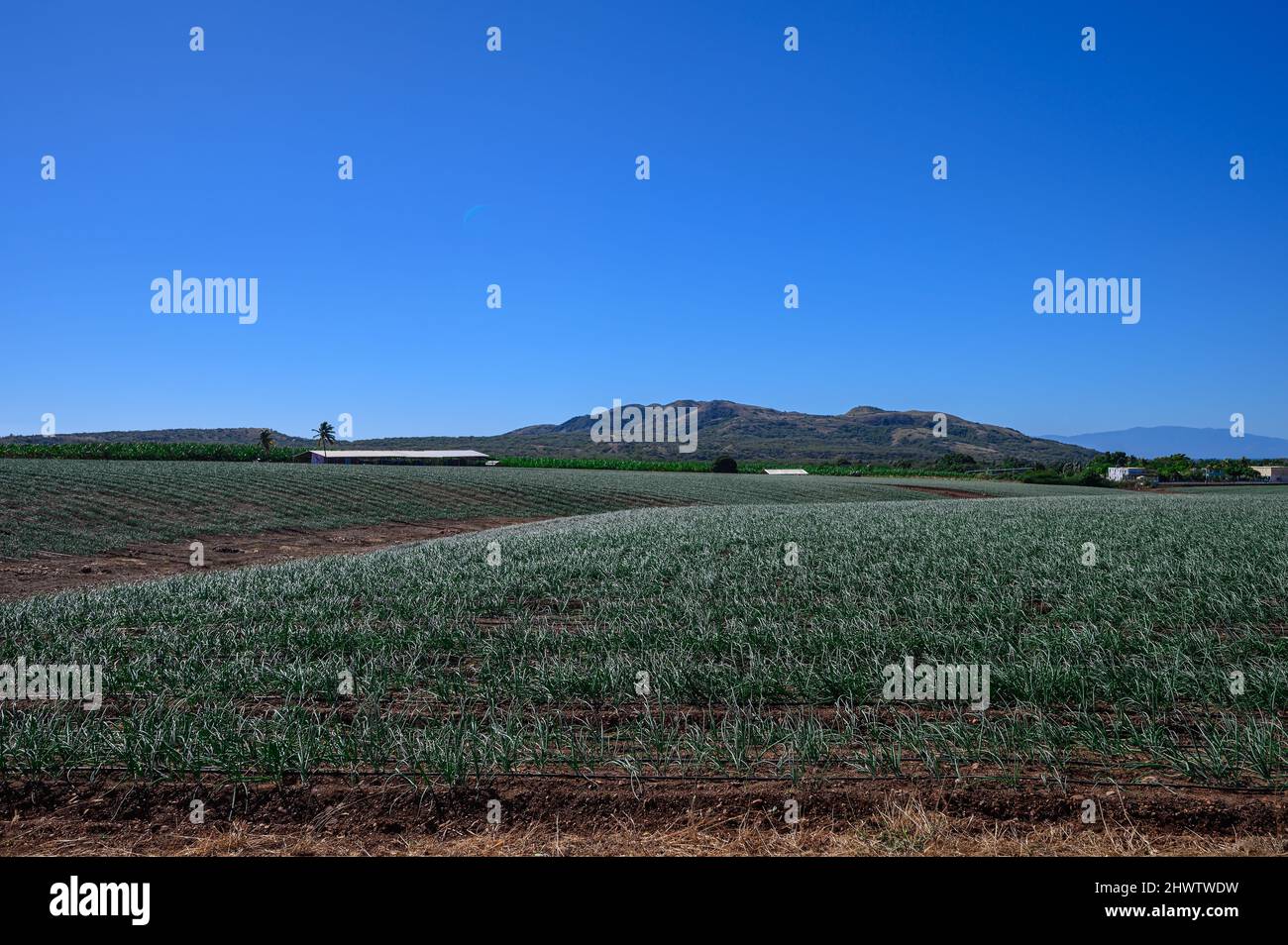 Piantagione di cipolle giovani. Campo di pepe verde nella Repubblica Dominicana in giornata di sole. Agricoltura nell'isola caraibica. Area agronomica con cipolla vegetale. Foto Stock