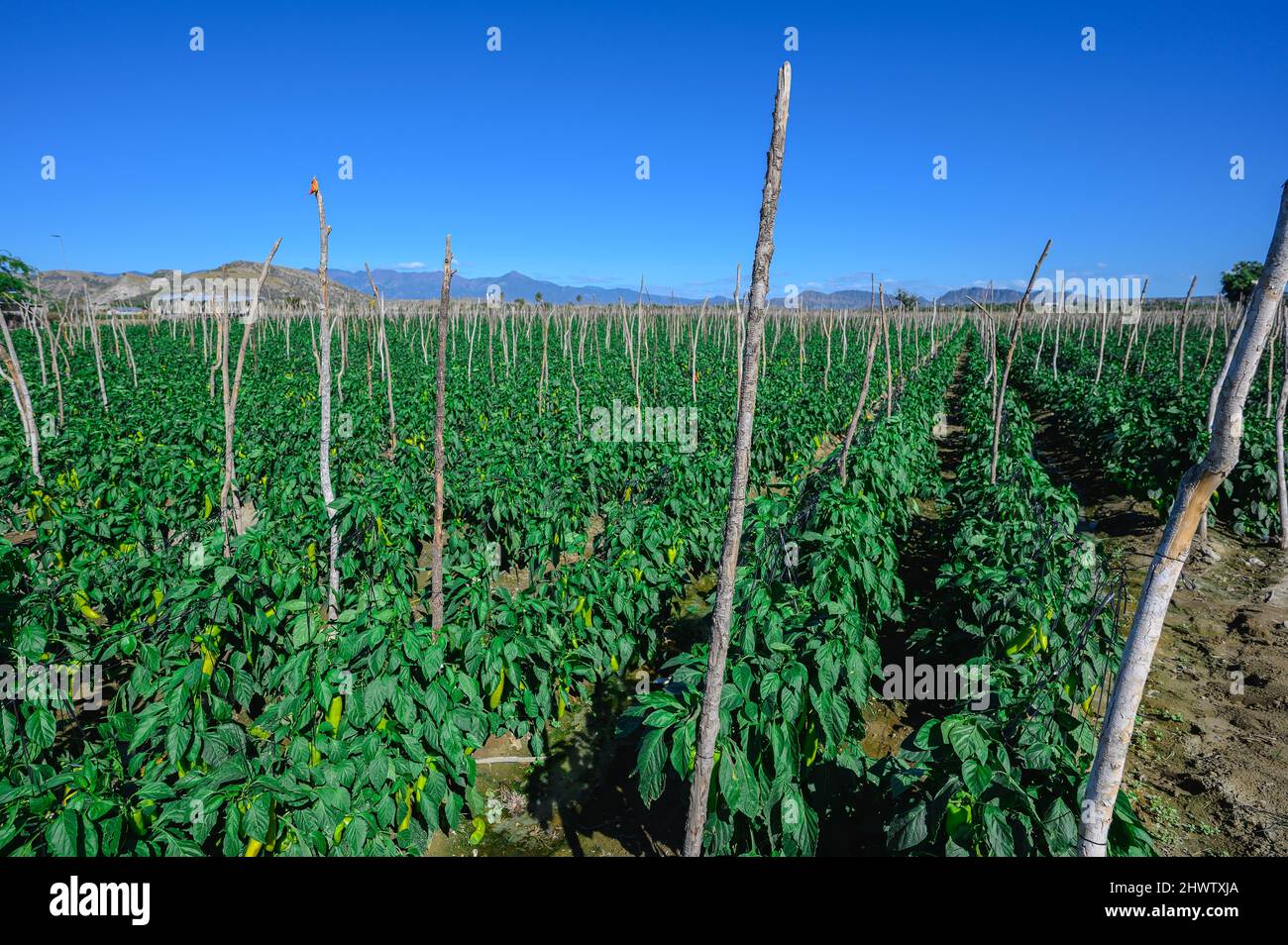 Piantagione di pepe. Campo di pepe giallo nella Repubblica Dominicana in giornata di sole. Agricoltura nell'isola caraibica. Area agronomica con verdure al pepe. Foto Stock