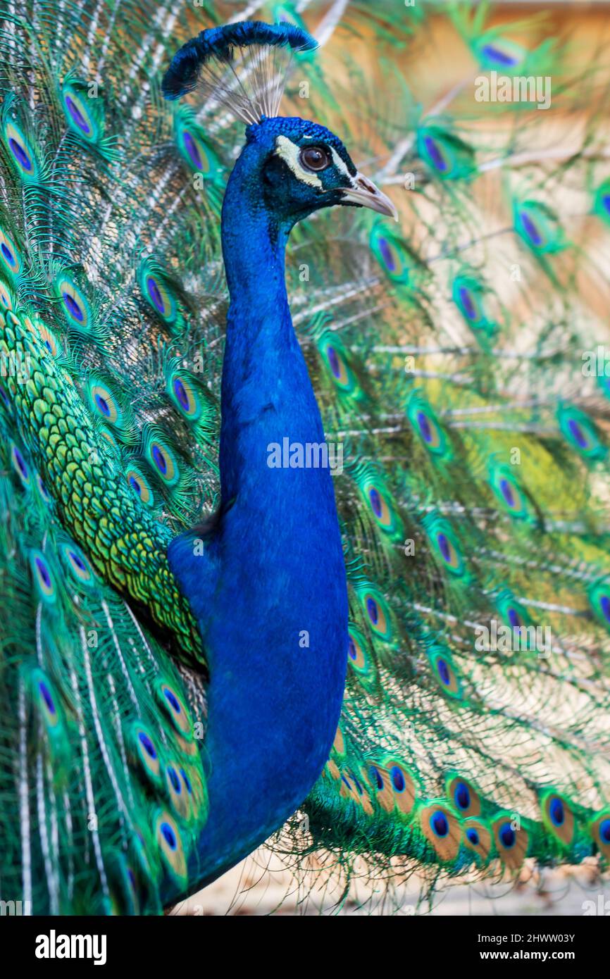 Bellissimo uccello pavone colorato. Il pavone ha una coda distesa. Ci sono occhi colorati sulla coda. Foto Stock