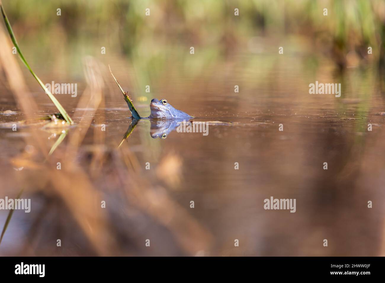 Rana blu sulla superficie di una palude. La rana dalla coda blu - rana arvalis al momento dell'accoppiamento si siede sulla superficie dello stagno. L'immagine viene riflessa Foto Stock