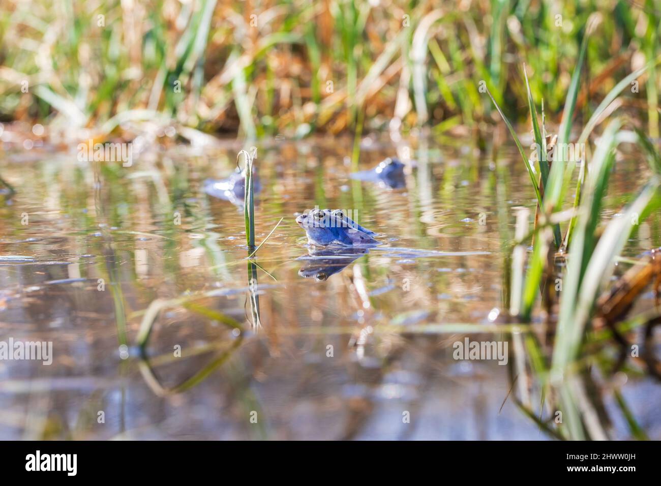 Blue Frog - Rana arvalis in acqua al momento dell'accoppiamento. Foto selvaggia dalla natura. La foto ha un bel bokeh. Foto Stock