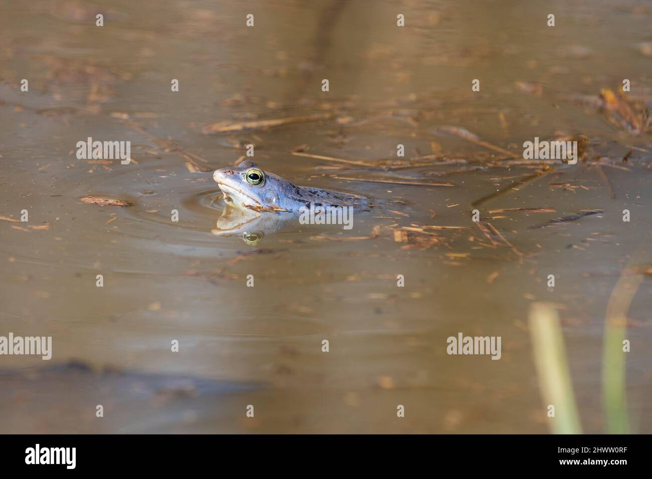 Rana blu - rana Arvalis sulla superficie di una palude. Foto di natura selvaggia Foto Stock
