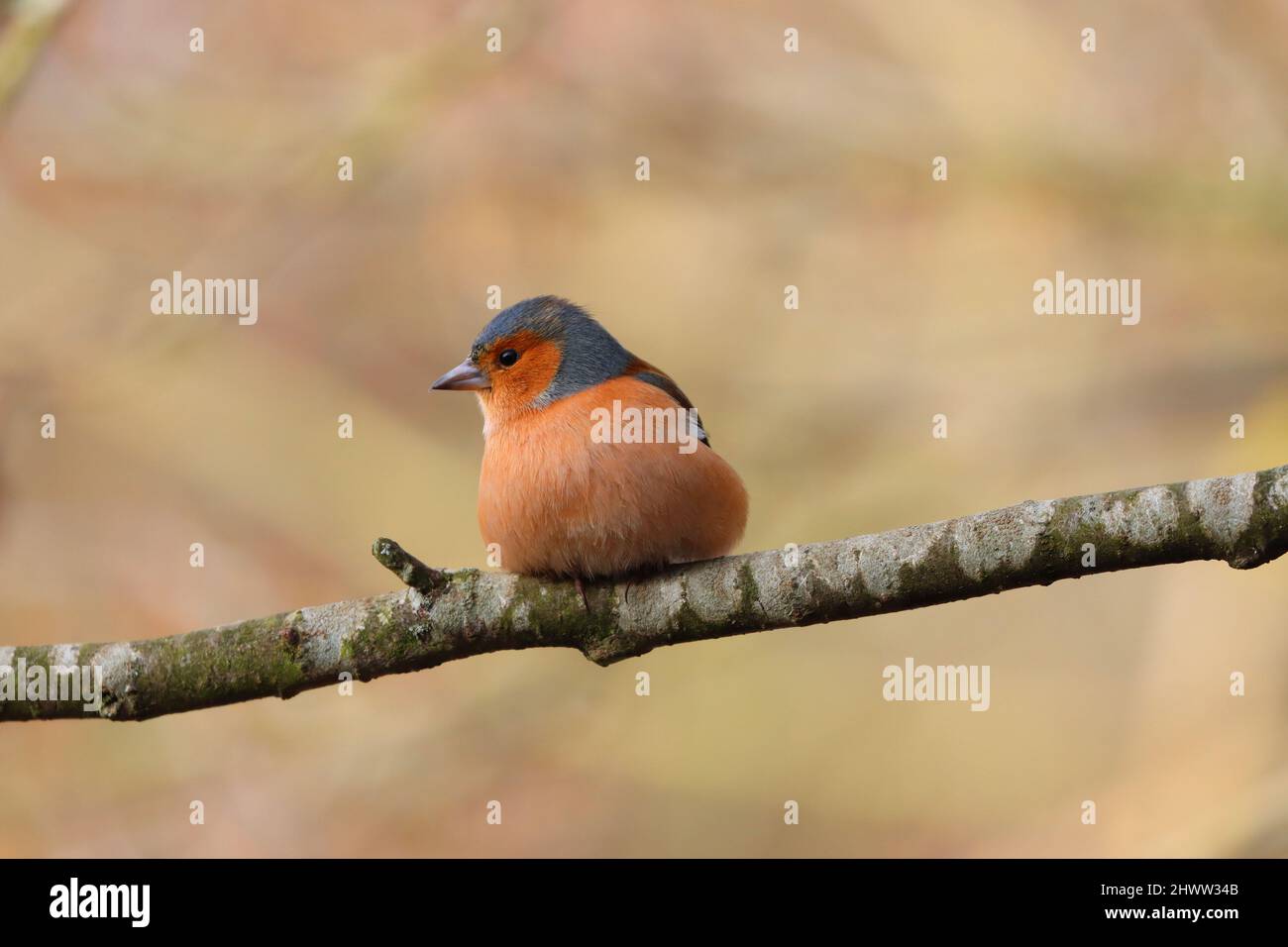 Chaffinch arroccato su un ramo in una giornata di primavera soleggiata, County Durham, Inghilterra, Regno Unito. Foto Stock