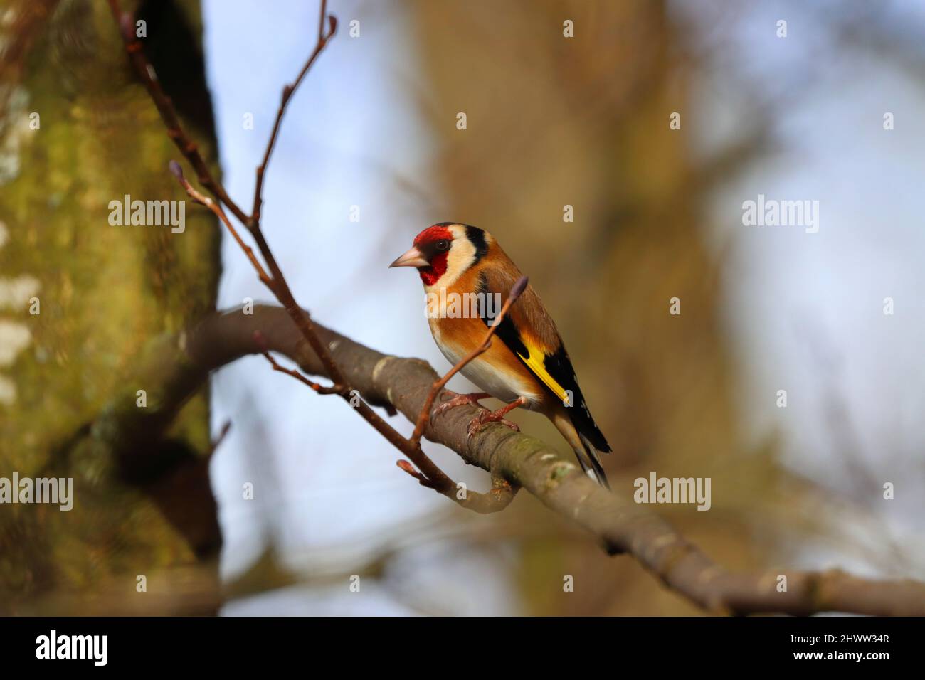 Goldfinch arroccato su un ramo d'albero in un Sunny Spring Day. Contea di Durham, Inghilterra, Regno Unito. Foto Stock