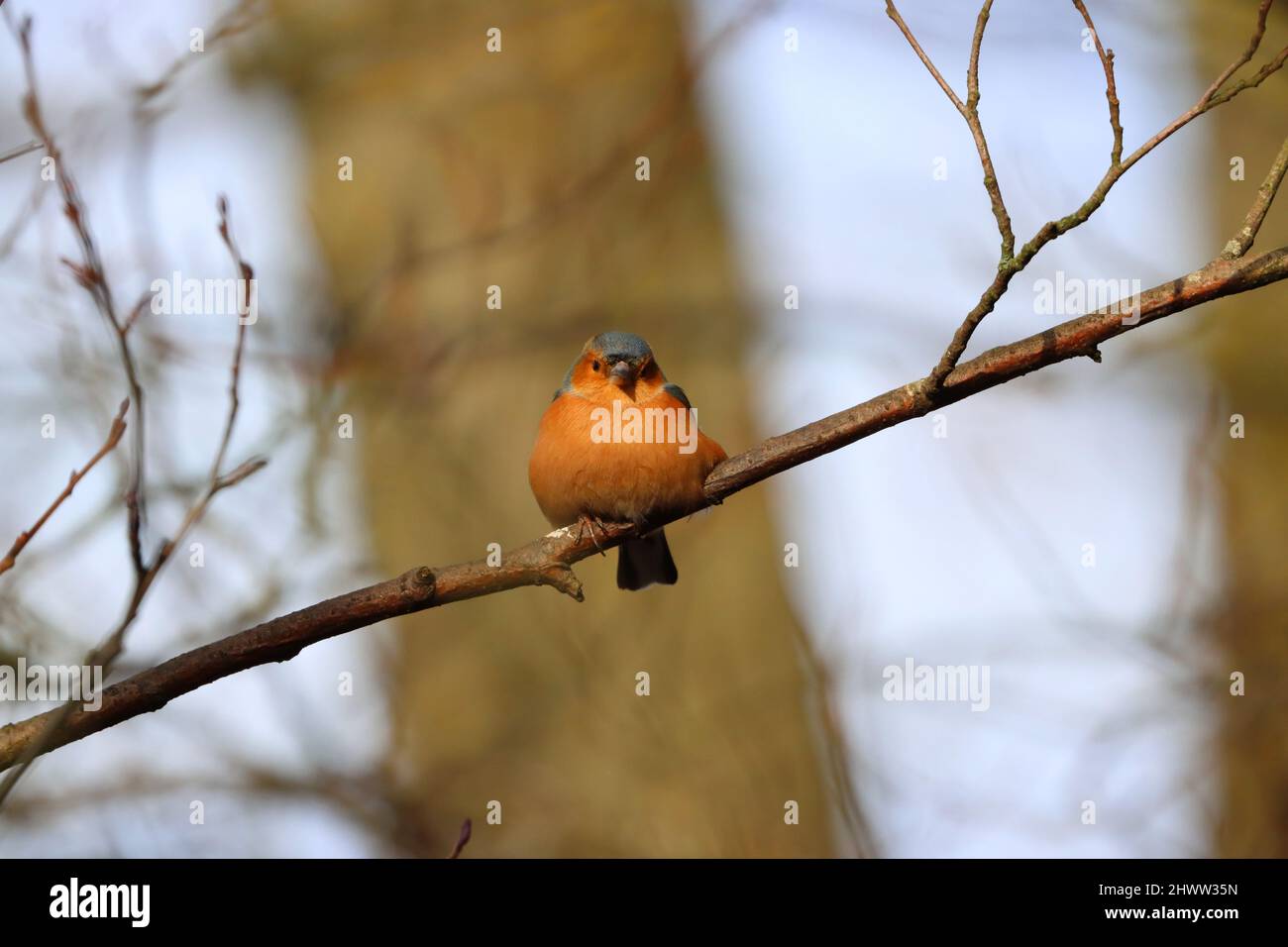 Chaffinch arroccato su un ramo in una giornata di primavera soleggiata, County Durham, Inghilterra, Regno Unito. Foto Stock