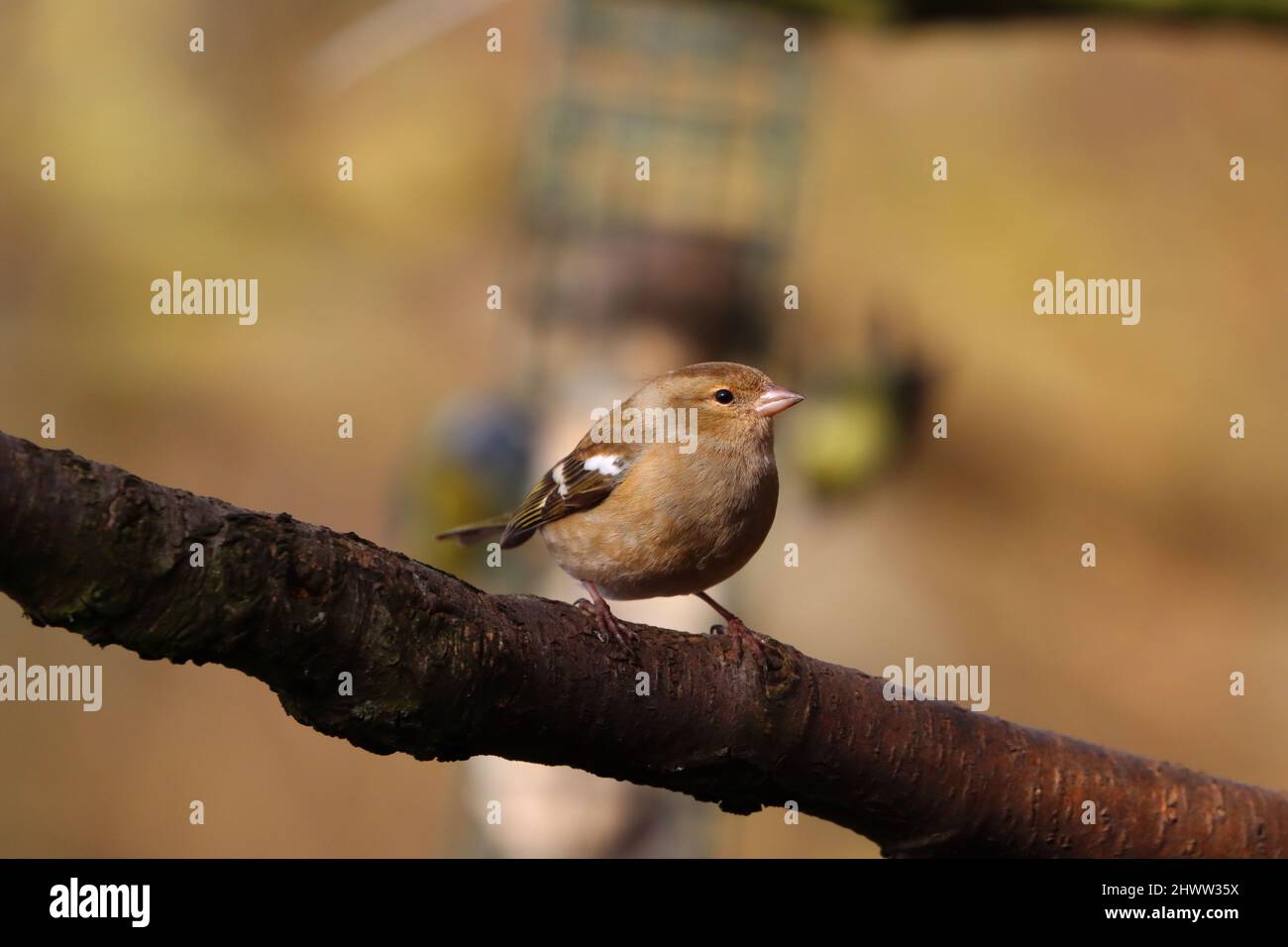 Chaffinch femmina arroccato su una filiale in un Sunny Spring Day, County Durham, Inghilterra, Regno Unito Foto Stock