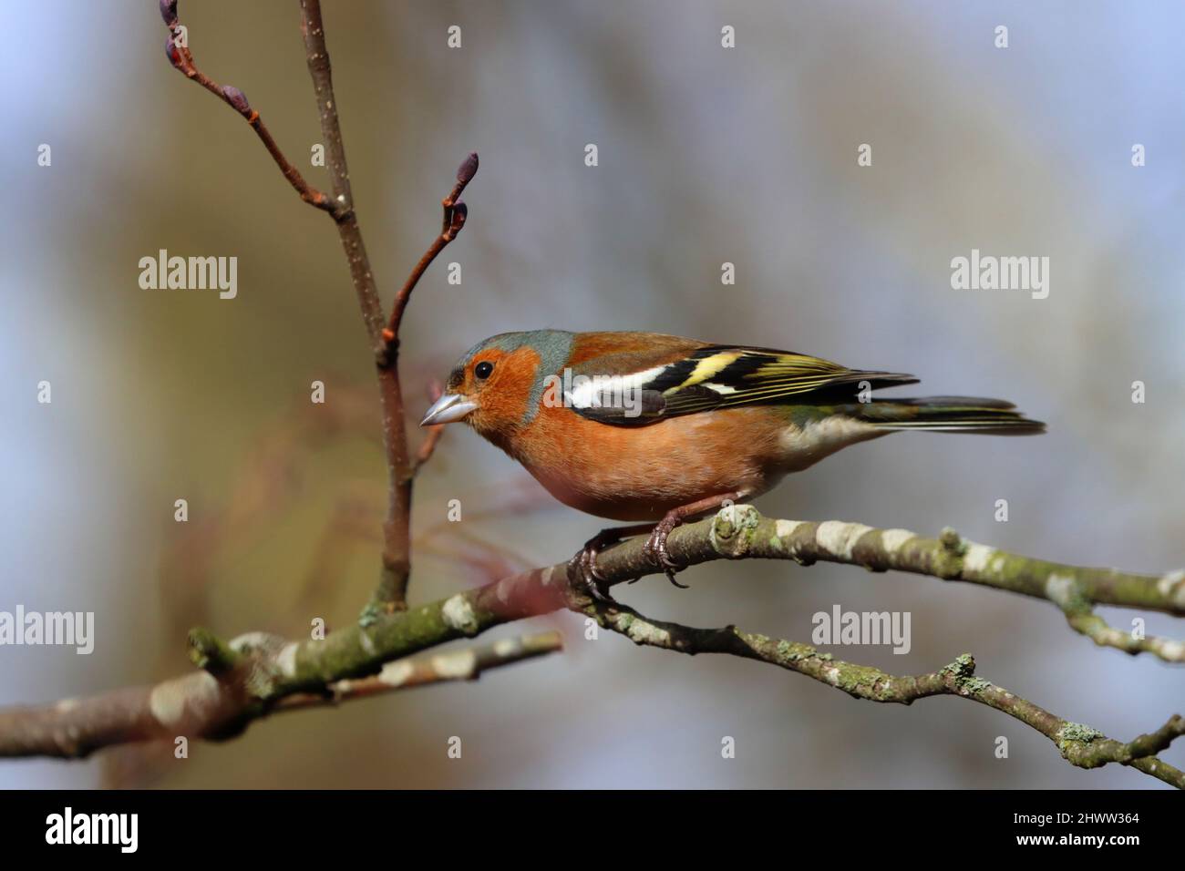 Chaffinch arroccato su un ramo in una giornata di primavera soleggiata, County Durham, Inghilterra, Regno Unito. Foto Stock