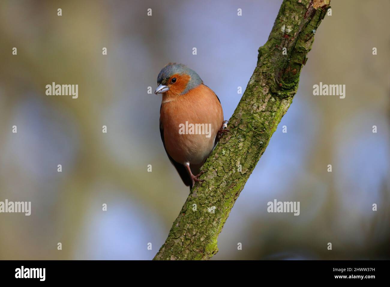 Chaffinch arroccato su un ramo in una giornata di primavera soleggiata, County Durham, Inghilterra, Regno Unito. Foto Stock