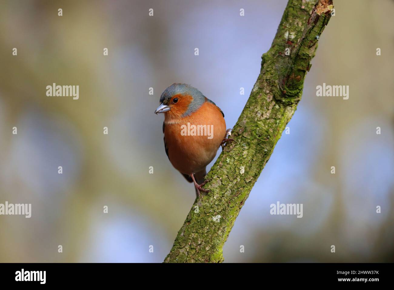 Chaffinch arroccato su un ramo in una giornata di primavera soleggiata, County Durham, Inghilterra, Regno Unito. Foto Stock