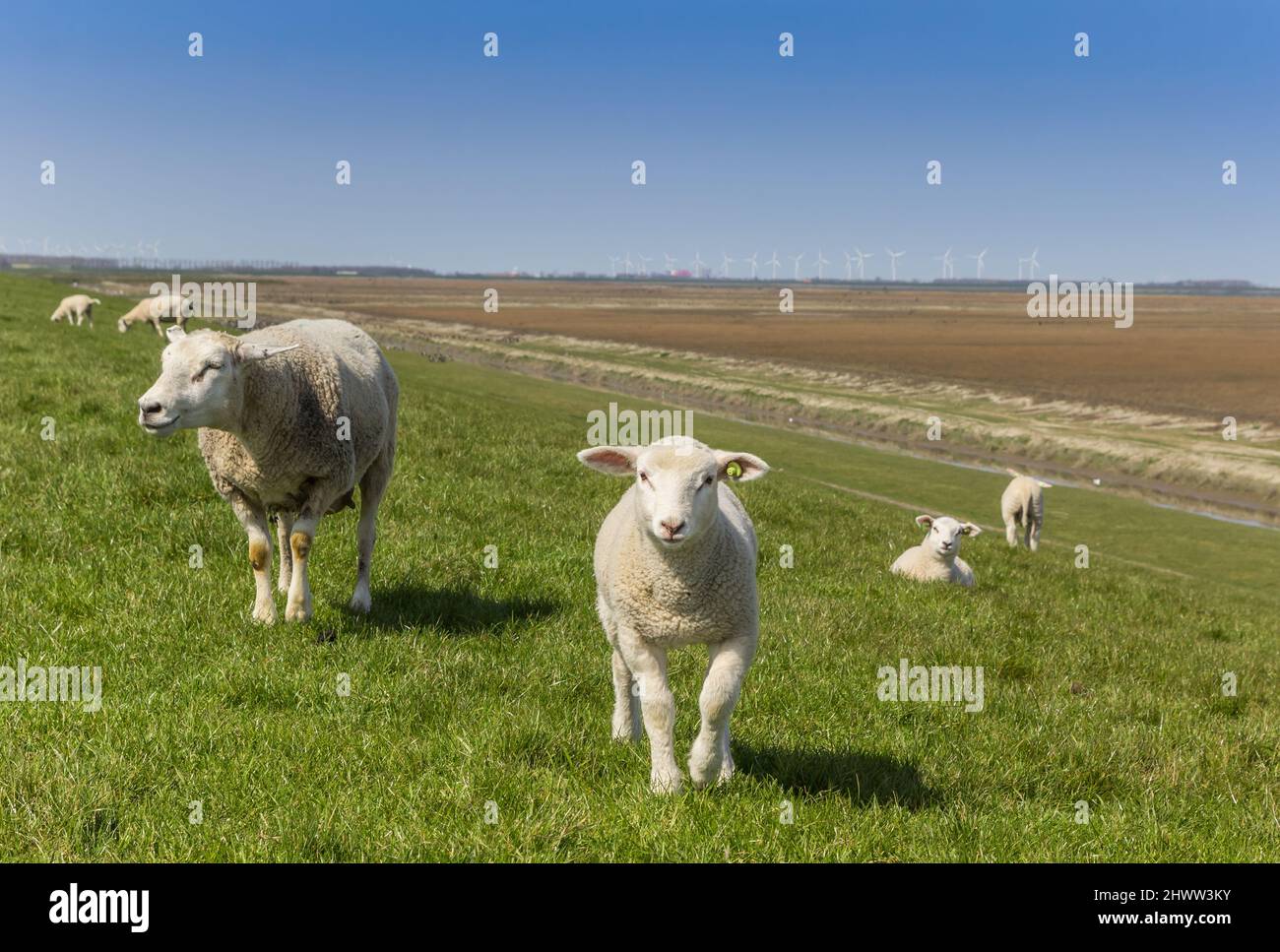 Agnello piccolo e pecora madre su una diga nel polder in Olanda Foto Stock