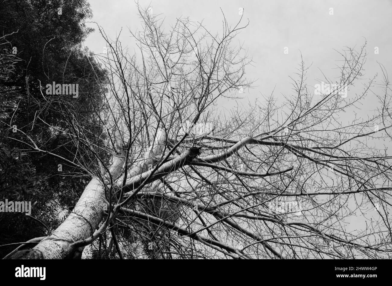 Un albero asciutto in una zona rurale durante un inverno asciutto Foto Stock