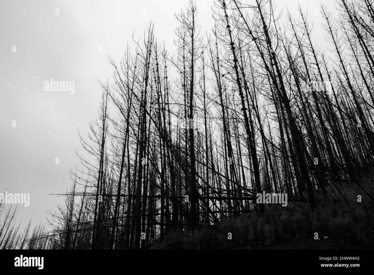 Resti di pini bruciati durante un gigantesco incendio selvaggio a Maule, Cile Foto Stock