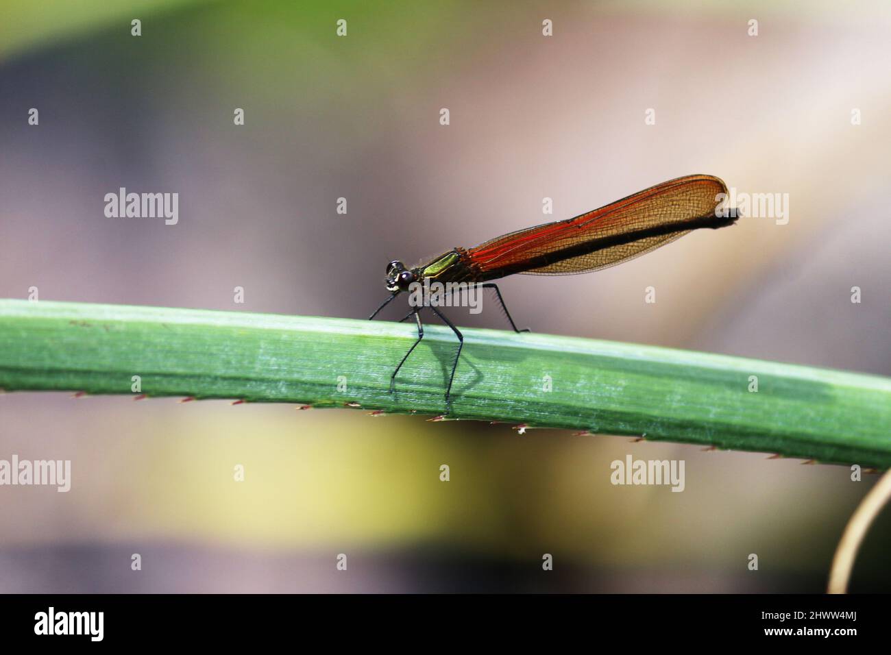 Primo piano di una libellula di colore marrone, sfumature che ne permettono il mimetizzazione. Il fuoco principale è laterale, mostrando le sue ali e il corpo lungo. Foto Stock