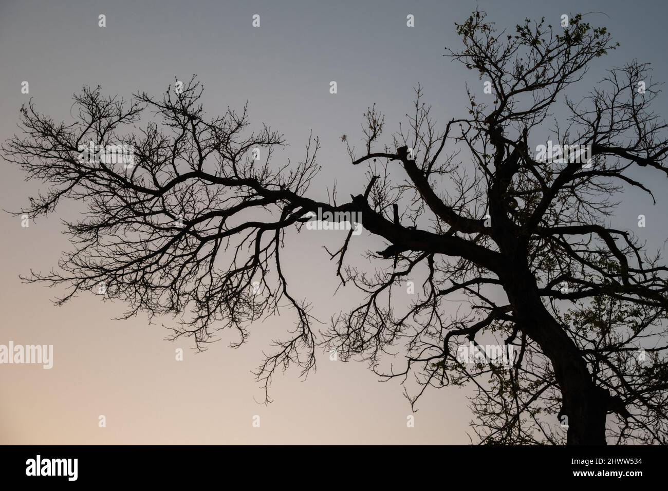 La silouette di un albero urbano durante il tramonto a Santiago, Cile Foto Stock