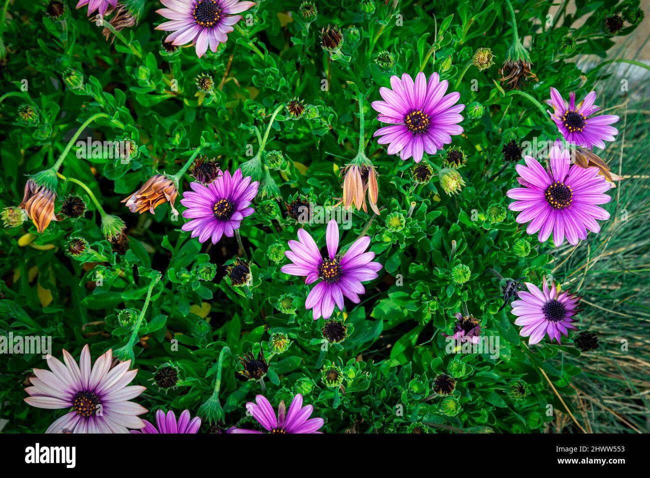 Aprire i fiori di osteosperma Foto Stock