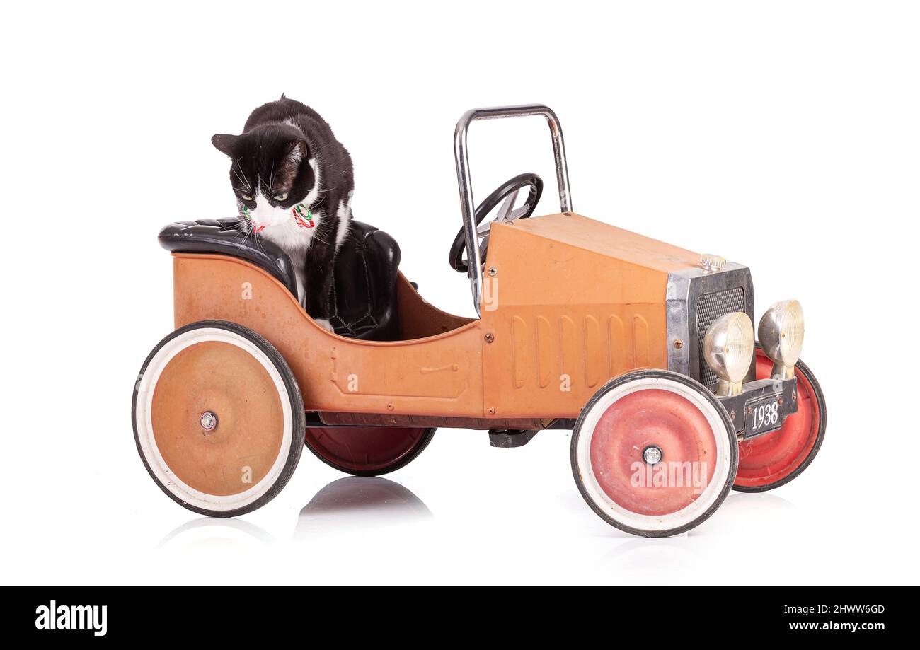 Ritratto di un bel gatto bianco e nero in una piccola auto d'epoca su sfondo bianco Foto Stock