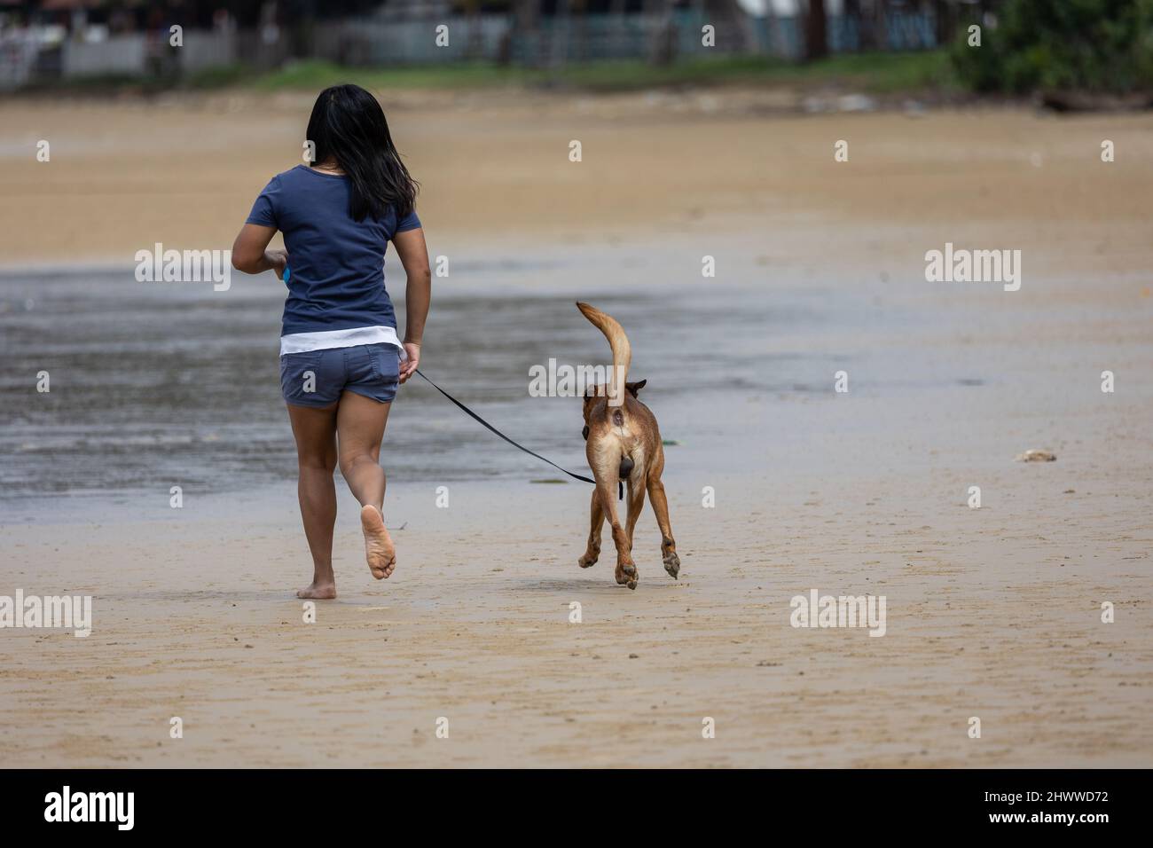 Un cane con una passeggiata al guinzaglio in spiaggia Foto Stock
