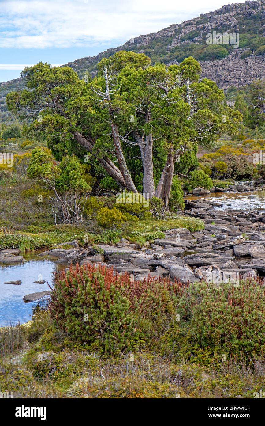 Pinete a matita al lago Pine Foto Stock