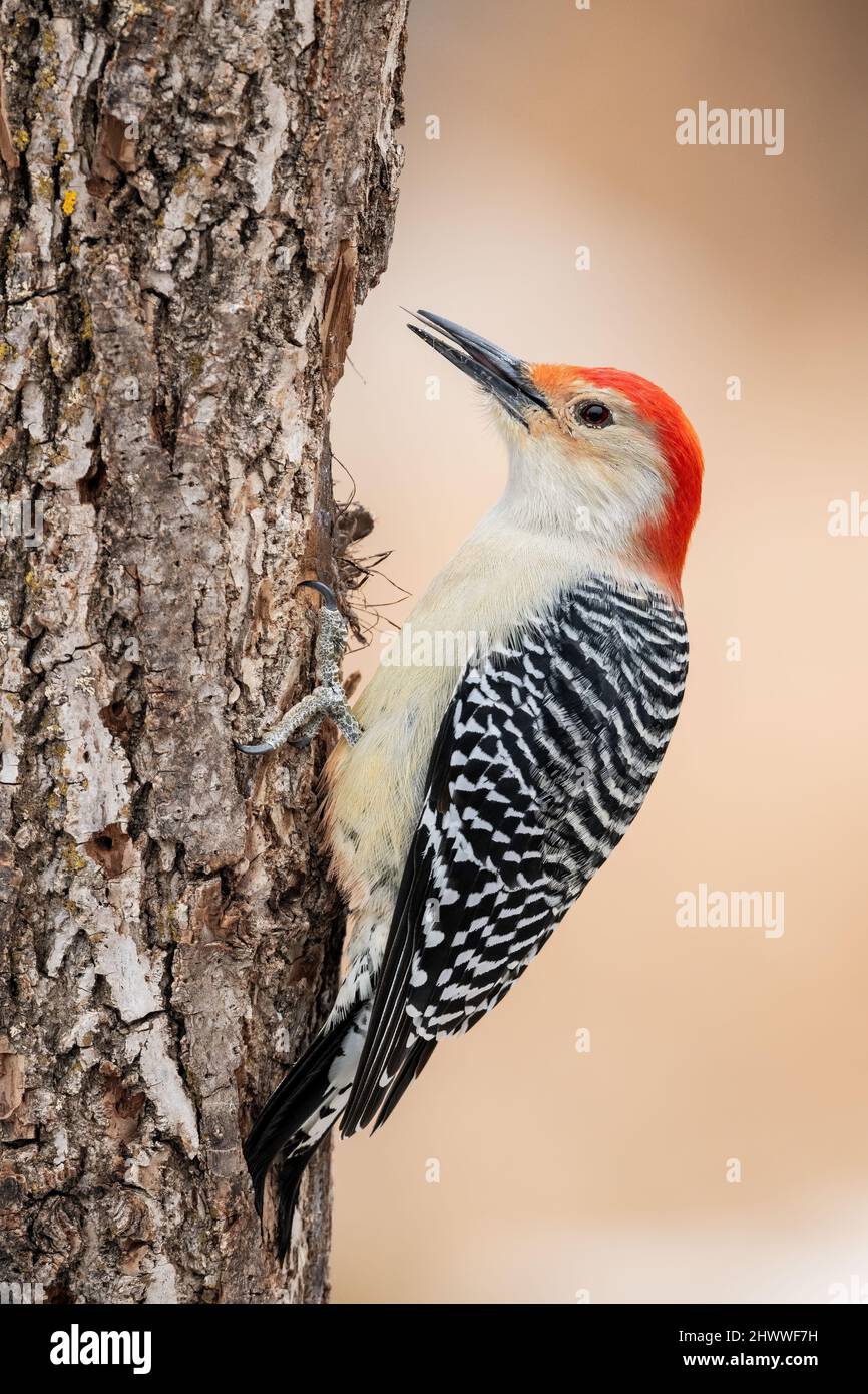 Picchio rosso-bellato (Melanerpes carolinus), su tronco d'albero, Inverno, e USA, di Dominique Braud/Dembinsky Photo Assoc Foto Stock