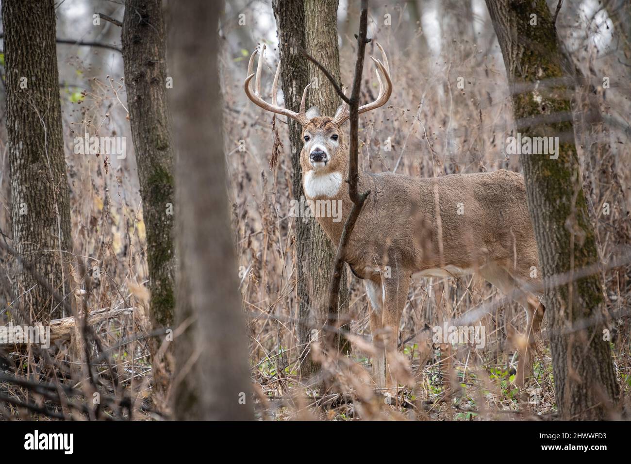 Cervi dalla coda bianca (Odocoileus virginianus), coppa buck, Autunno, E. Nord America, di Dominique Braud/Dembinsky Photo Assoc Foto Stock