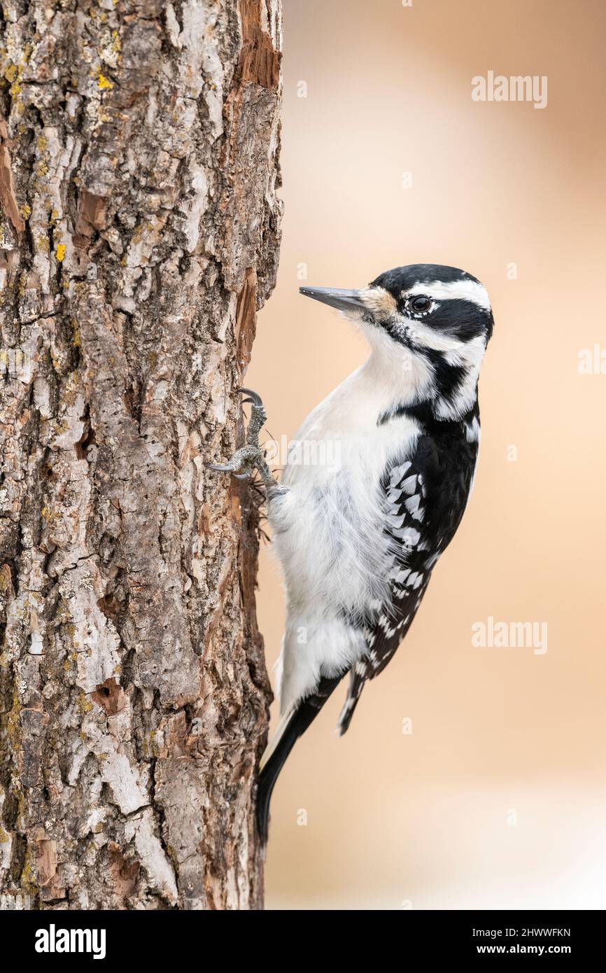 Pecker peloso (Dryobates villosus), femmina, foraging per cibo, albero morto, Inverno, E N America, di Dominique Braud/Dembinsky Photo Assoc Foto Stock