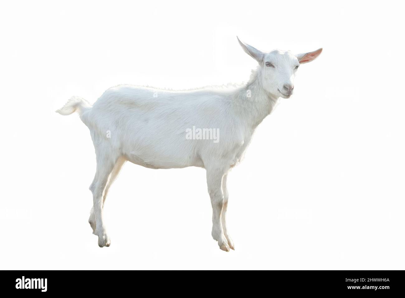 Giovane capra bianca in piena crescita isolato su sfondo bianco Foto Stock