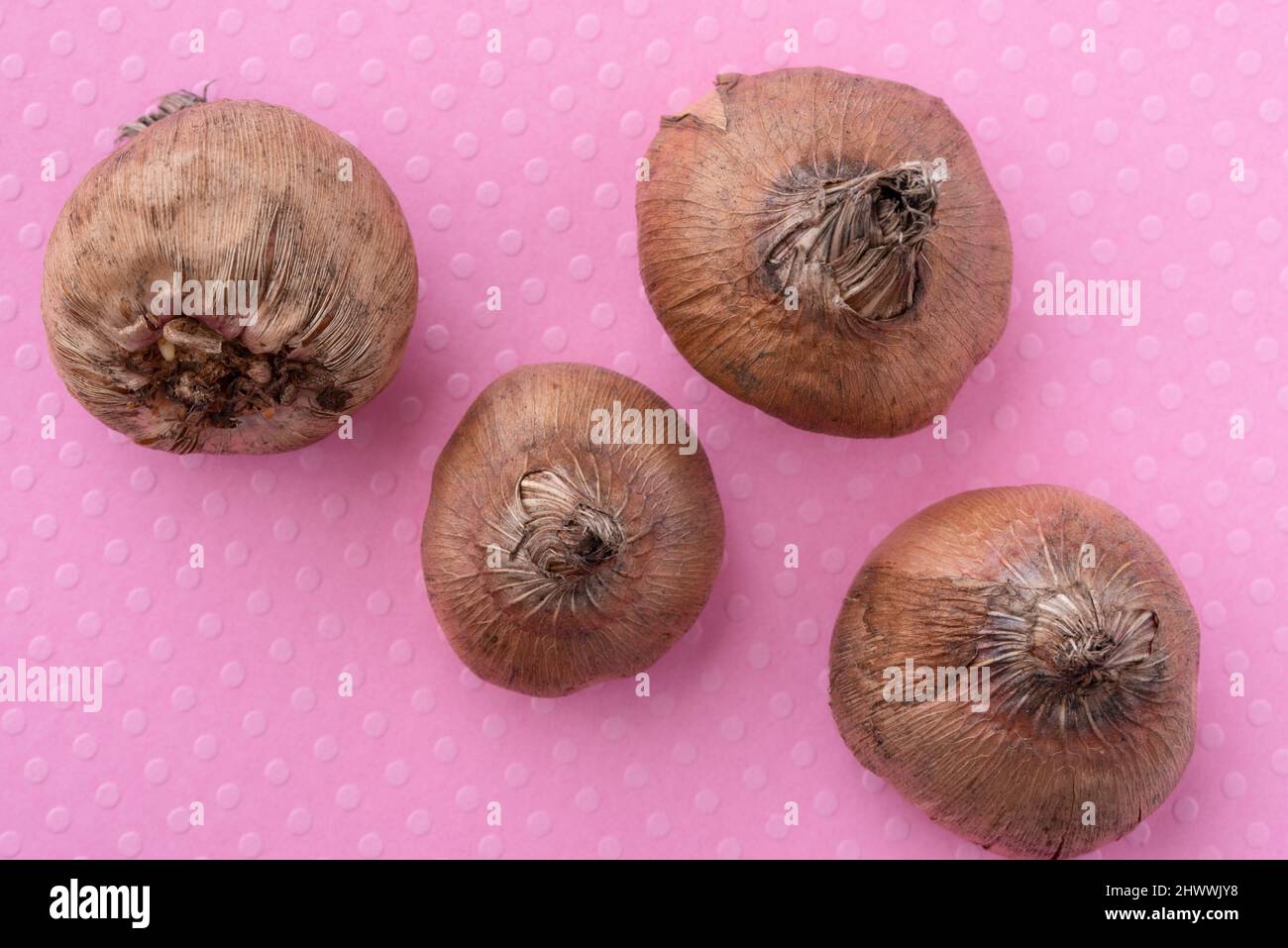 Bulbi rosa gladiolus Foto Stock