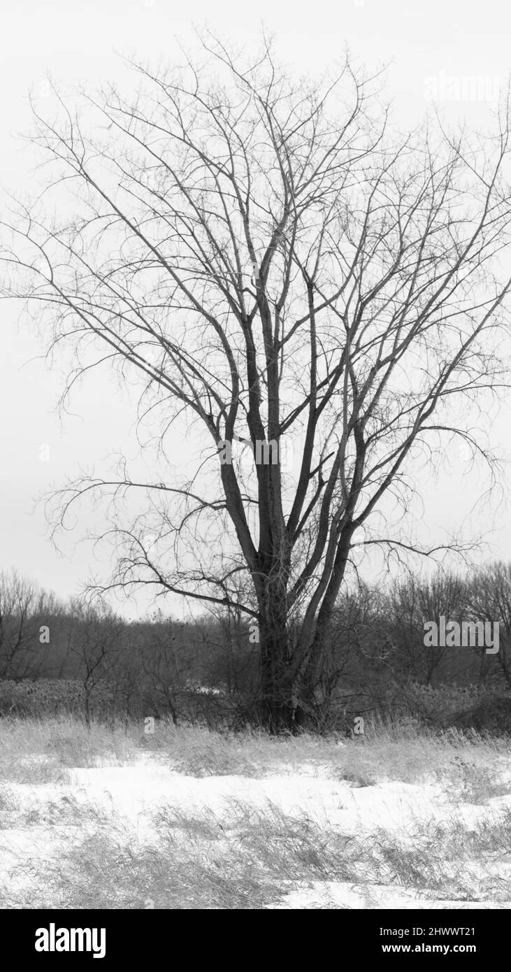 Landcape invernale con alberi - Bianco e Nero Foto Stock