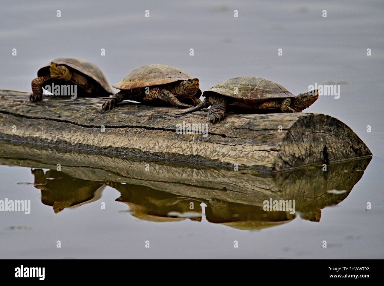 Tartaruga dello Stagno occidentale - Actinemys marmorata Foto Stock