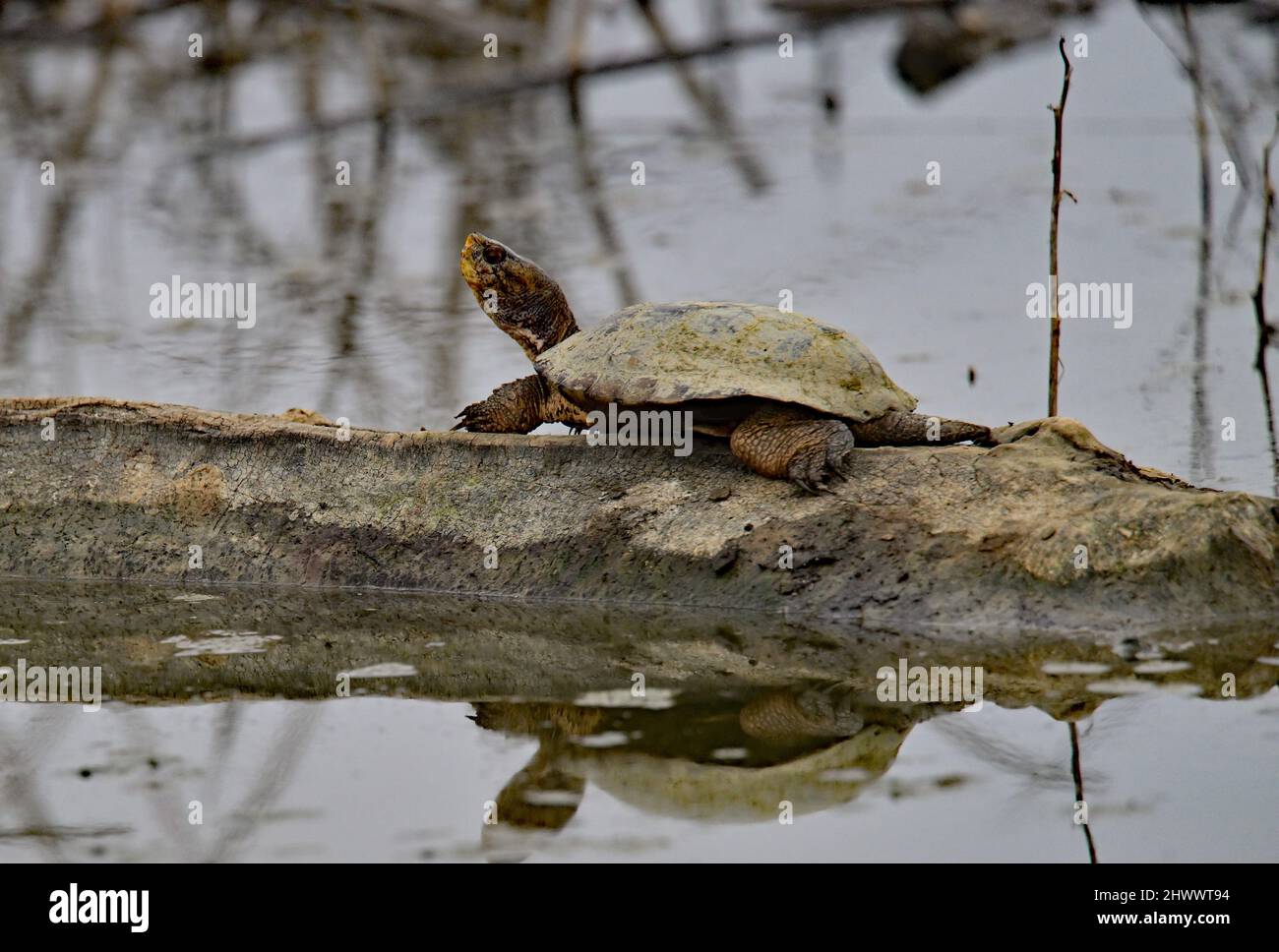 Tartaruga dello Stagno occidentale - Actinemys marmorata Foto Stock