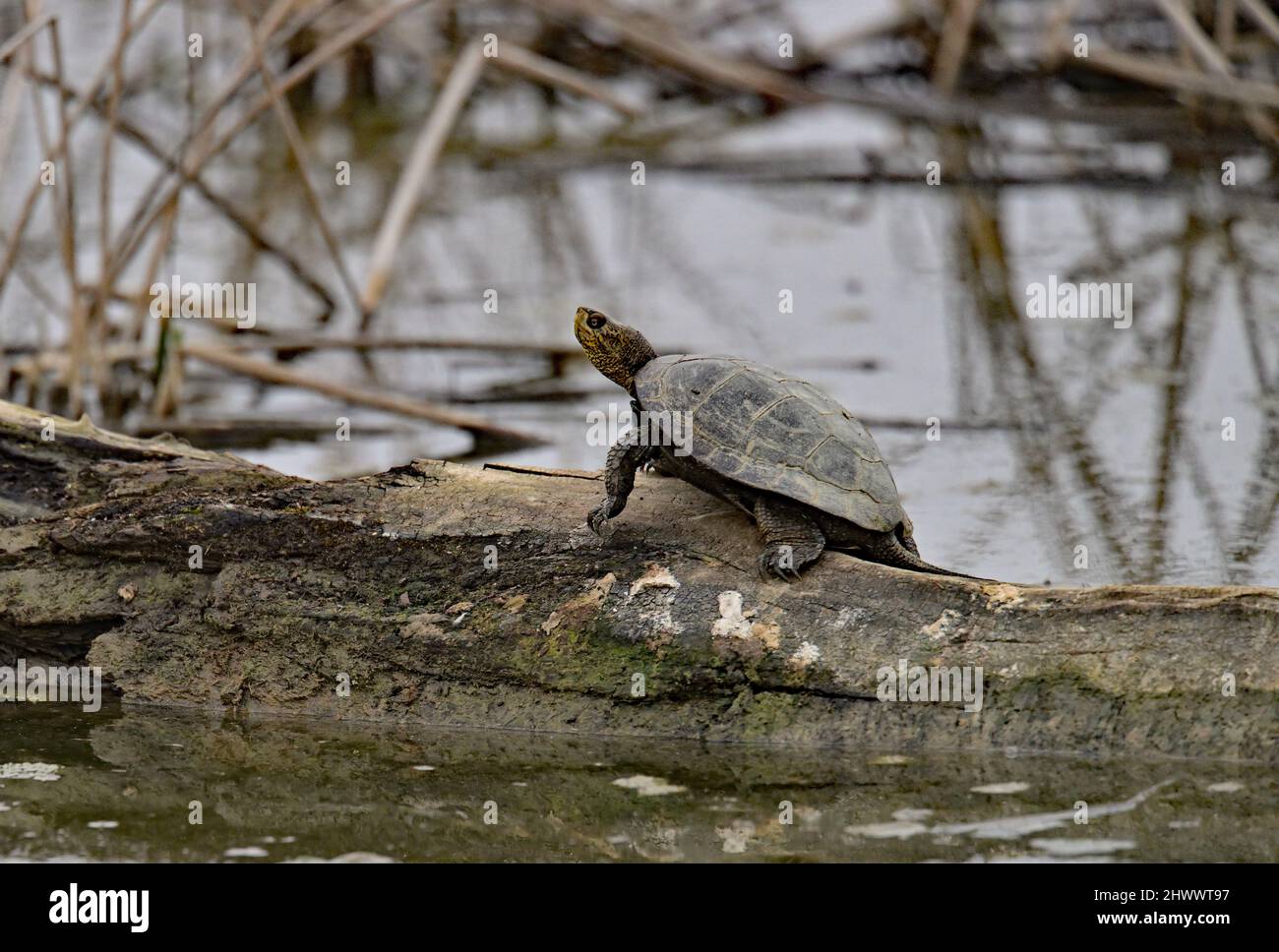 Tartaruga dello Stagno occidentale - Actinemys marmorata Foto Stock
