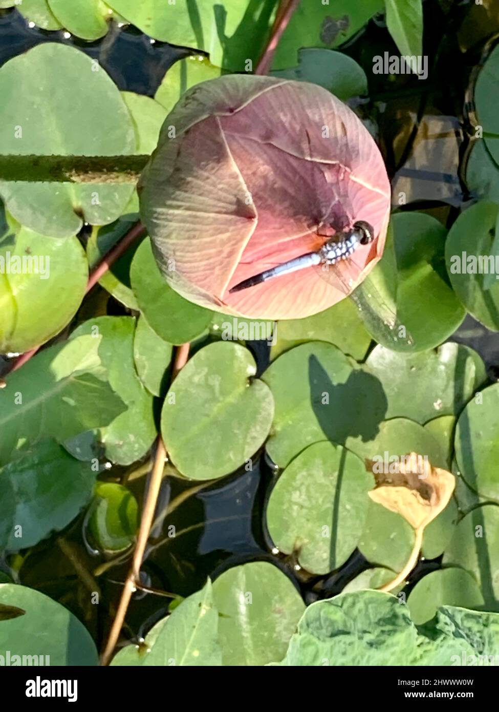 Bangkok, Tailandia. 26th Feb 2022. Una libellula siede su un fiore di loto nel Parco della Foresta di Benjakitti. Alcune settimane fa, il nuovo paesaggio del parco ha aperto le sue porte nel distretto di Khlong Toei. Con una superficie totale di 72 ettari, è ora il più grande parco della mega-città. Credit: Carola Frentzen/dpa/Alamy Live News Foto Stock