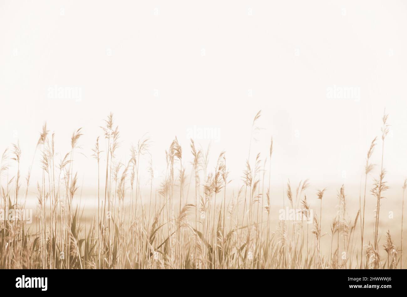 Seppia monocromatica tonalità naturale sfondo morbido fuoco paesaggio saltmarsh con canne comuni nella nebbia con spazio di copia, spazio vuoto per il testo Foto Stock