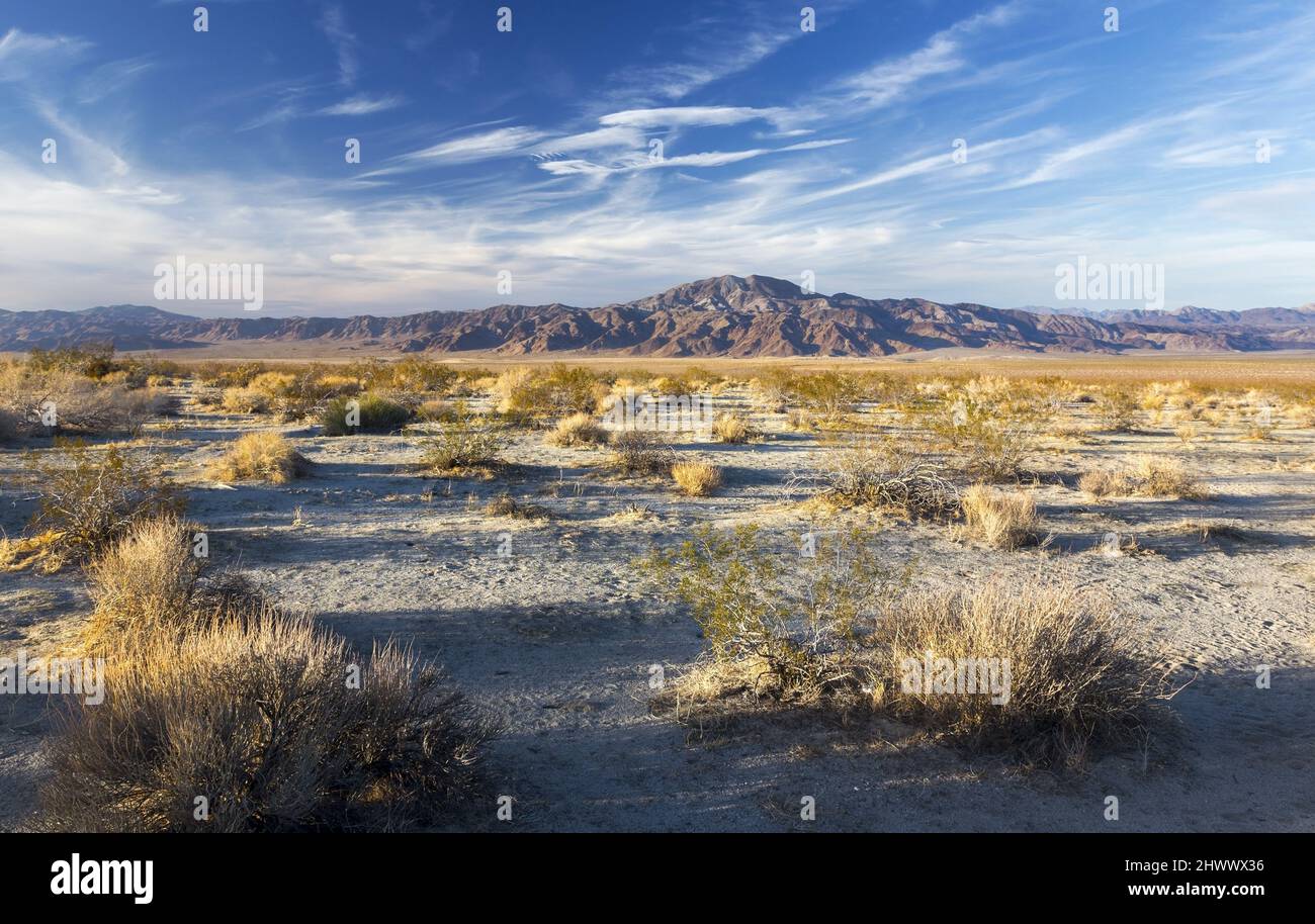 Paesaggio del deserto di sonora con erba di prateria bassa, cielo blu e picco di montagna distante su Horizon. Guida panoramica nel Joshua Tree National Park, California Foto Stock
