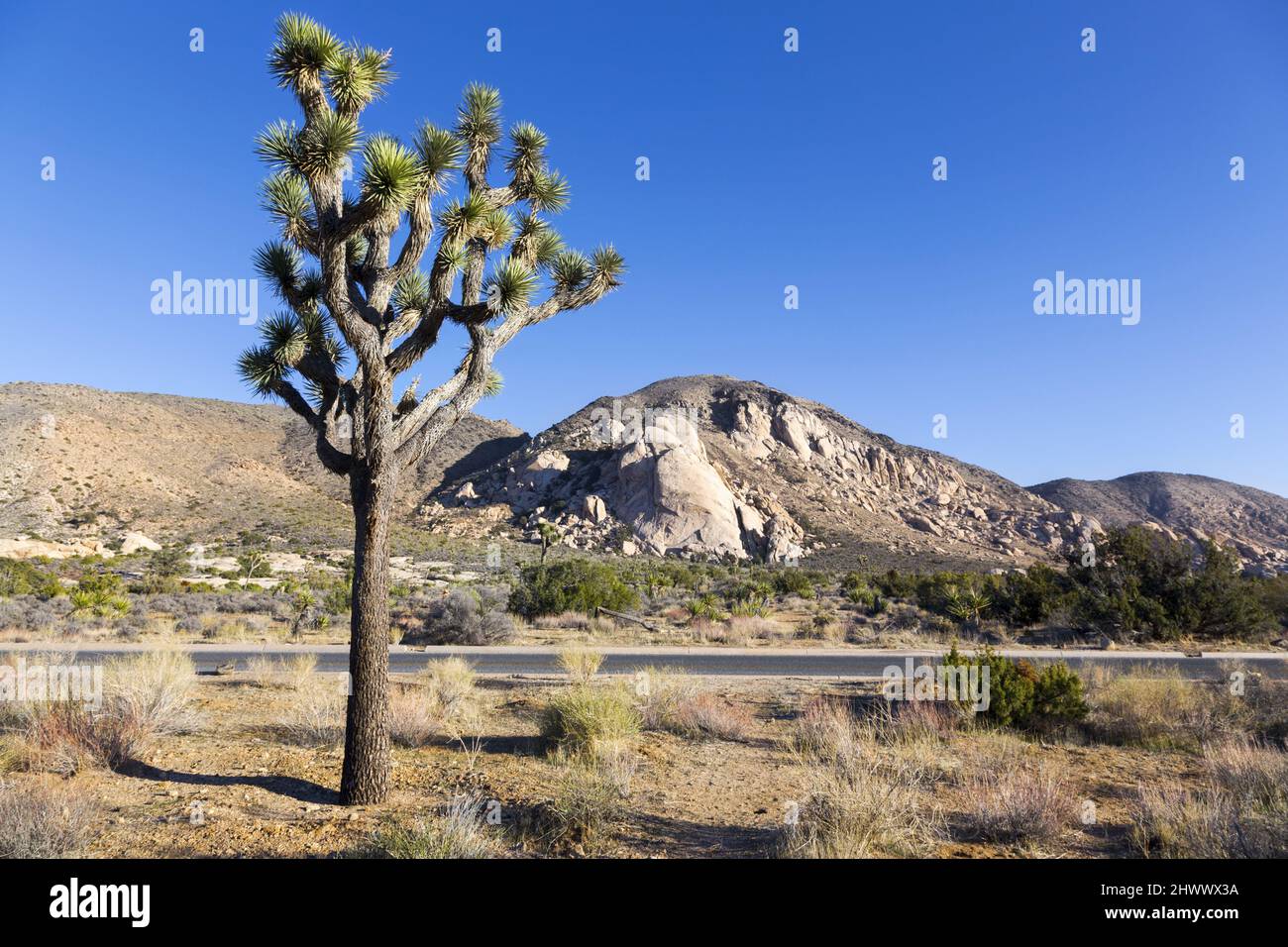 Grande albero di Joshua alto, montagna Ryan Peak Blue Sky background, scenico sonora Alto deserto paesaggio Sunny Winter Day National Park California USA Foto Stock