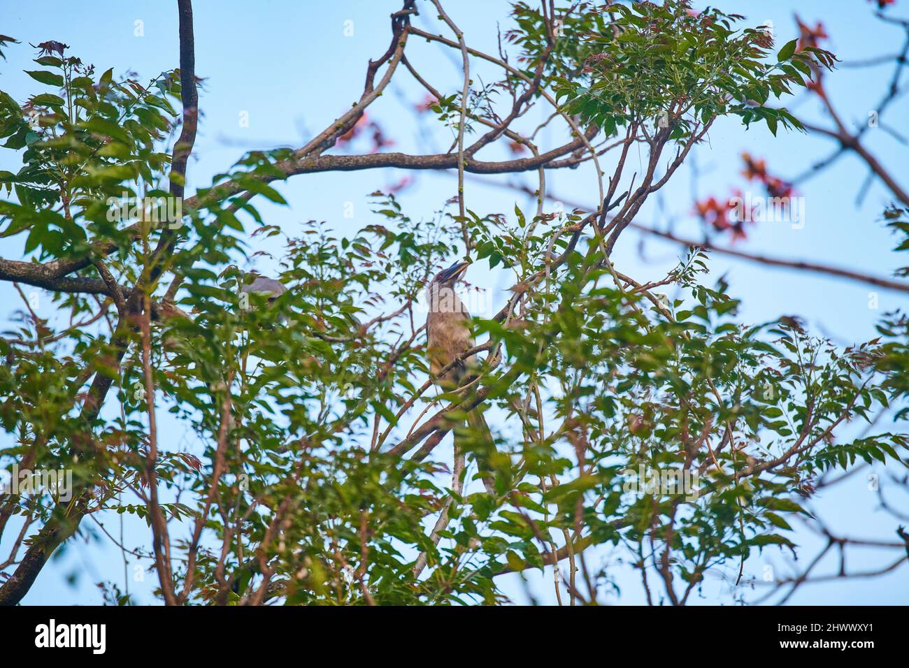 Il Hornbill grigio indiano a Sidhpur, Himachal Pradesh, India. Con la rapida distruzione degli habitat, è in gioco la loro esistenza. Foto Stock