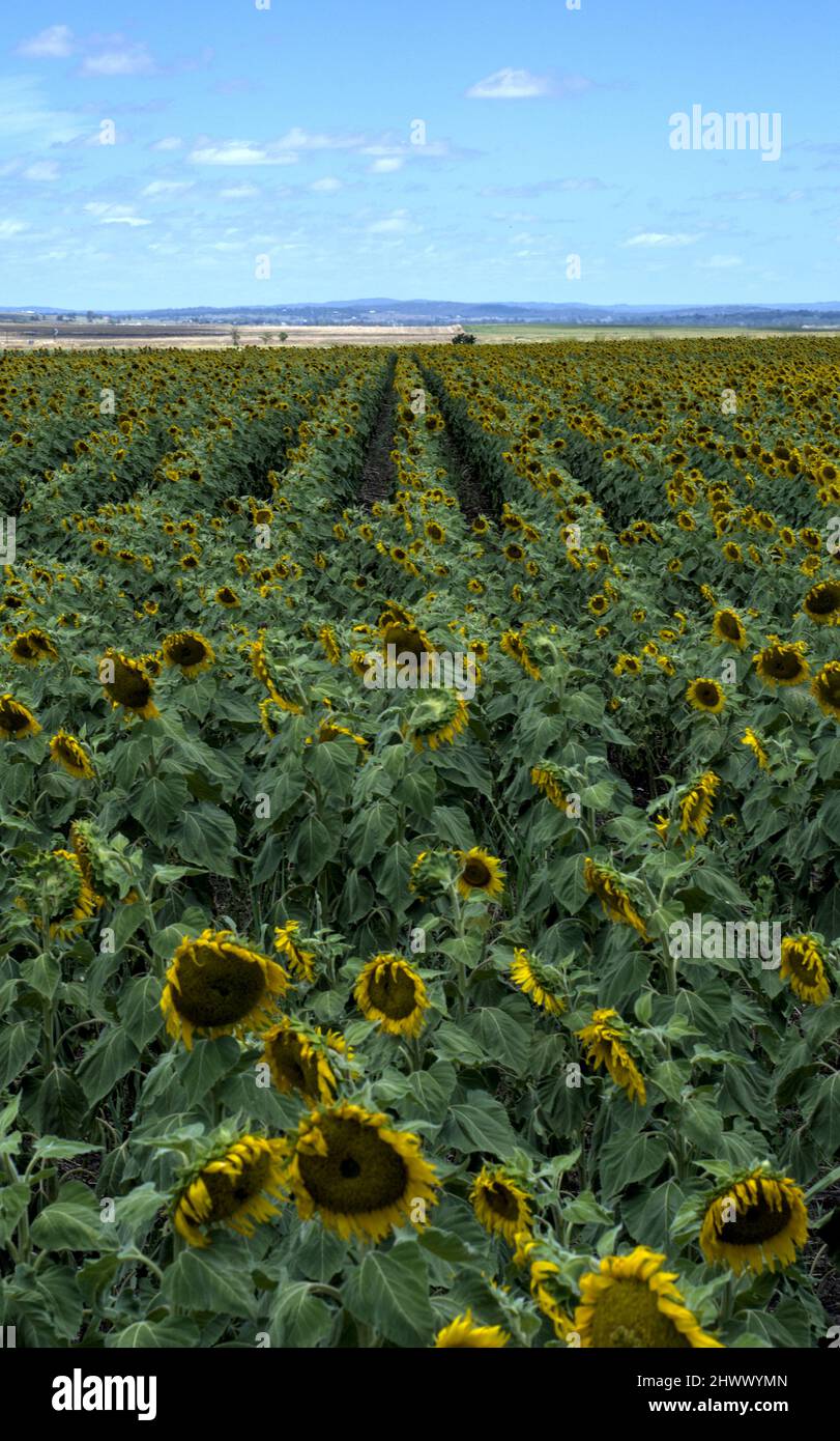 Campo di girasoli con nuvoloso cielo blu Foto Stock