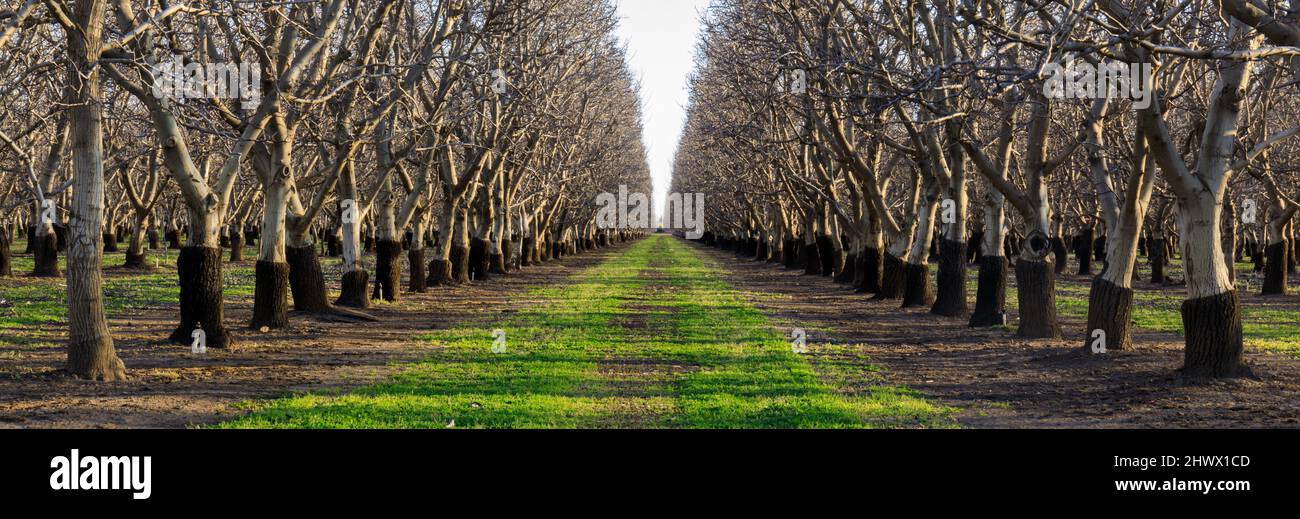 Frutteto a Winters, Yolo County, California, USA. Foto Stock