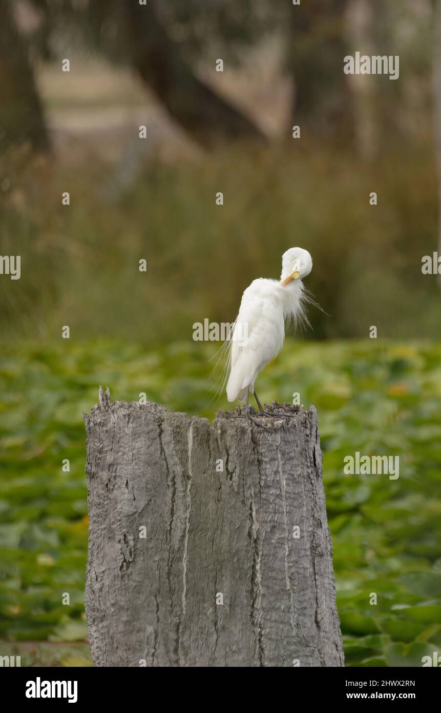 Un Egret intermedio preening il suo auto, posando su un tronco di albero a Gunbower Foto Stock