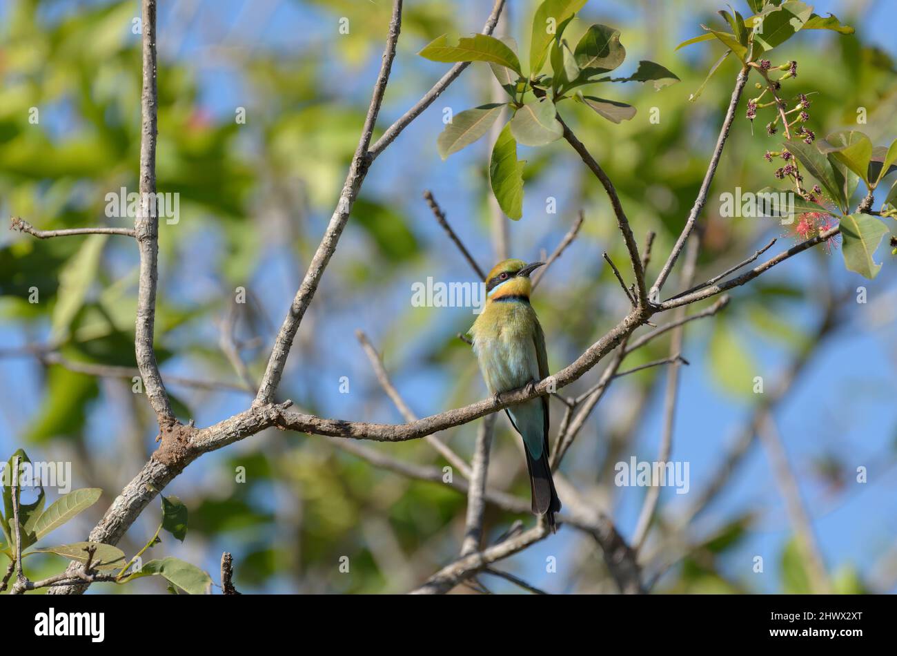 Il variopinto mangiatore europeo di api che riposa su un ramo sopra il fiume Foto Stock