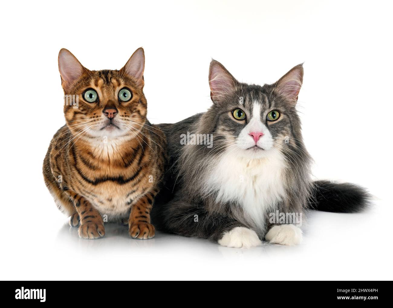 Norvegese gatto foresta e gatto bengala di fronte a sfondo bianco Foto Stock