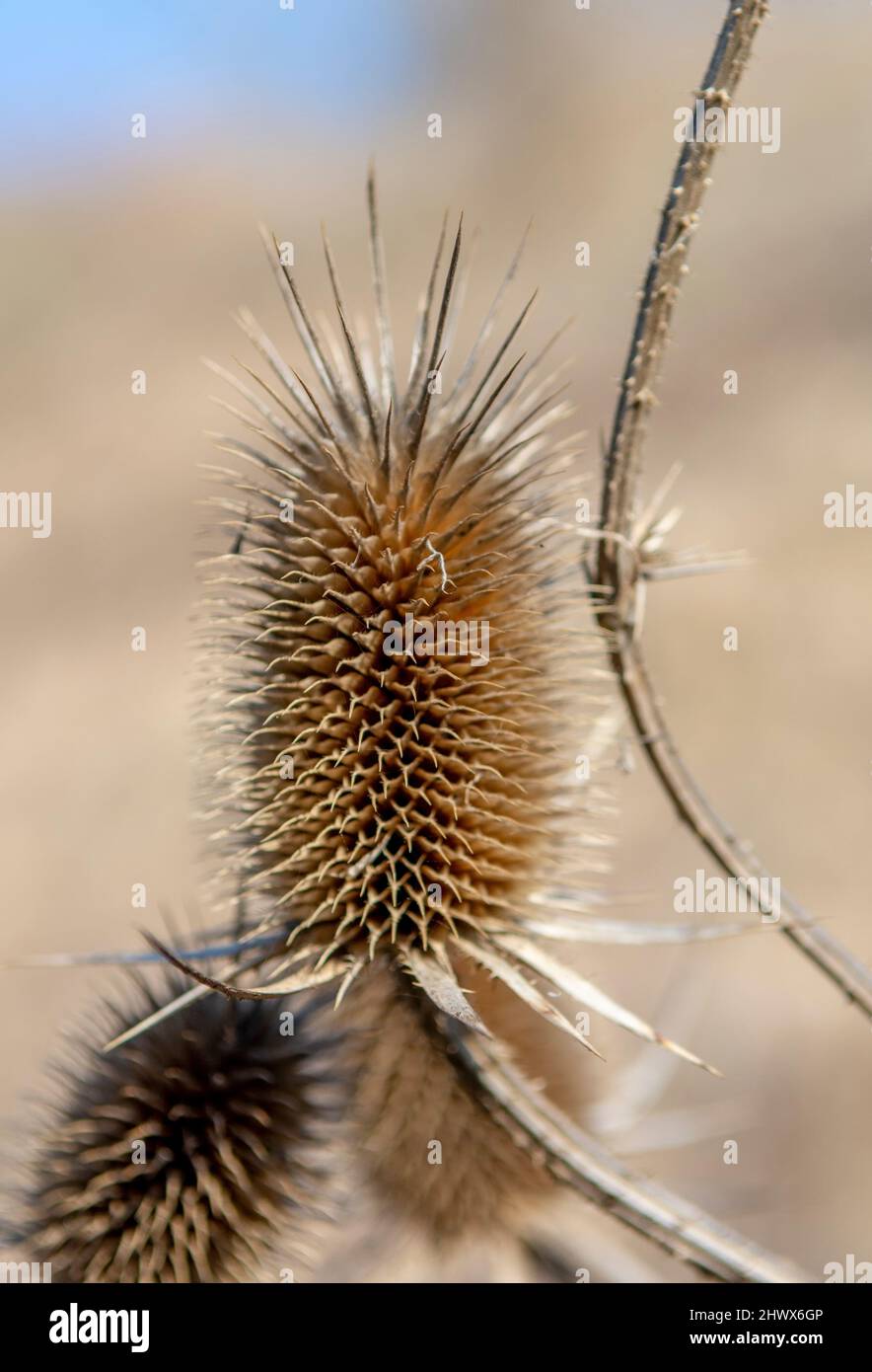 Dry Dipsacus Sativus fiore in inverno. Indian Teasel (la tesella di Fuller) Thistle macro. Primo piano. Foto Stock