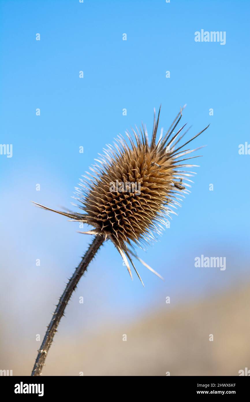 Dry Dipsacus Sativus fiore in inverno. Indian Teasel (la tesella di Fuller) Thistle macro. Primo piano. Foto Stock