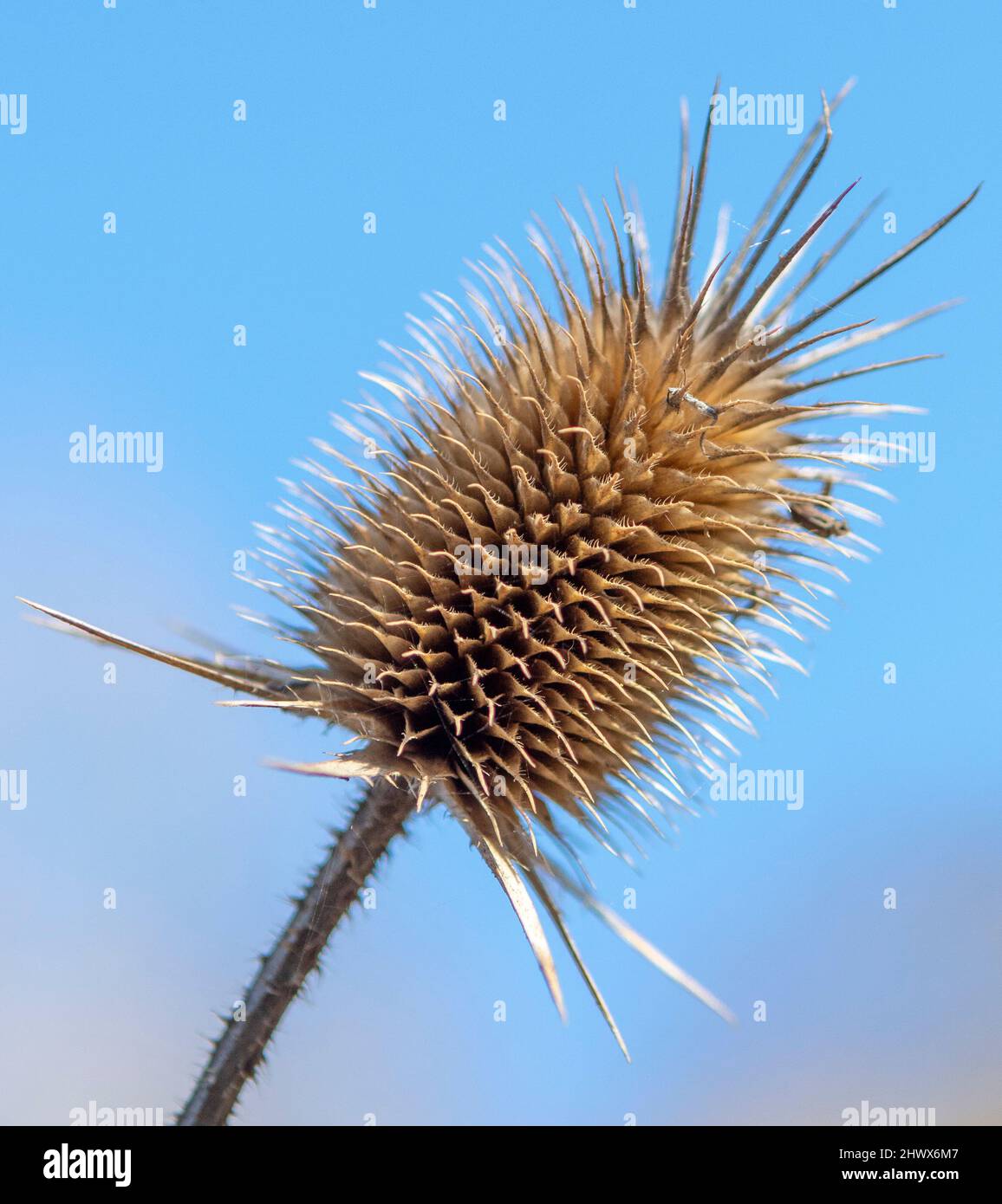 Dry Dipsacus Sativus fiore in inverno. Indian Teasel (la tesella di Fuller) Thistle macro. Primo piano. Foto Stock