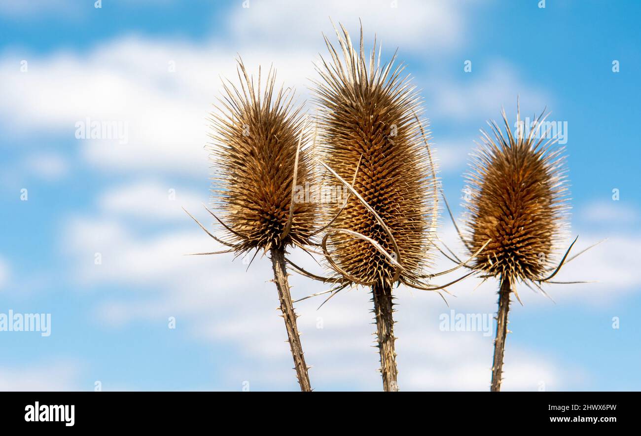 Dry Dipsacus Sativus fiore in inverno. Indian Teasel (la tesella di Fuller) Thistle macro. Primo piano. Foto Stock