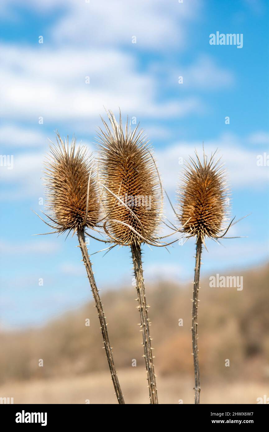 Dry Dipsacus Sativus fiore in inverno. Indian Teasel (la tesella di Fuller) Thistle macro. Primo piano. Foto Stock