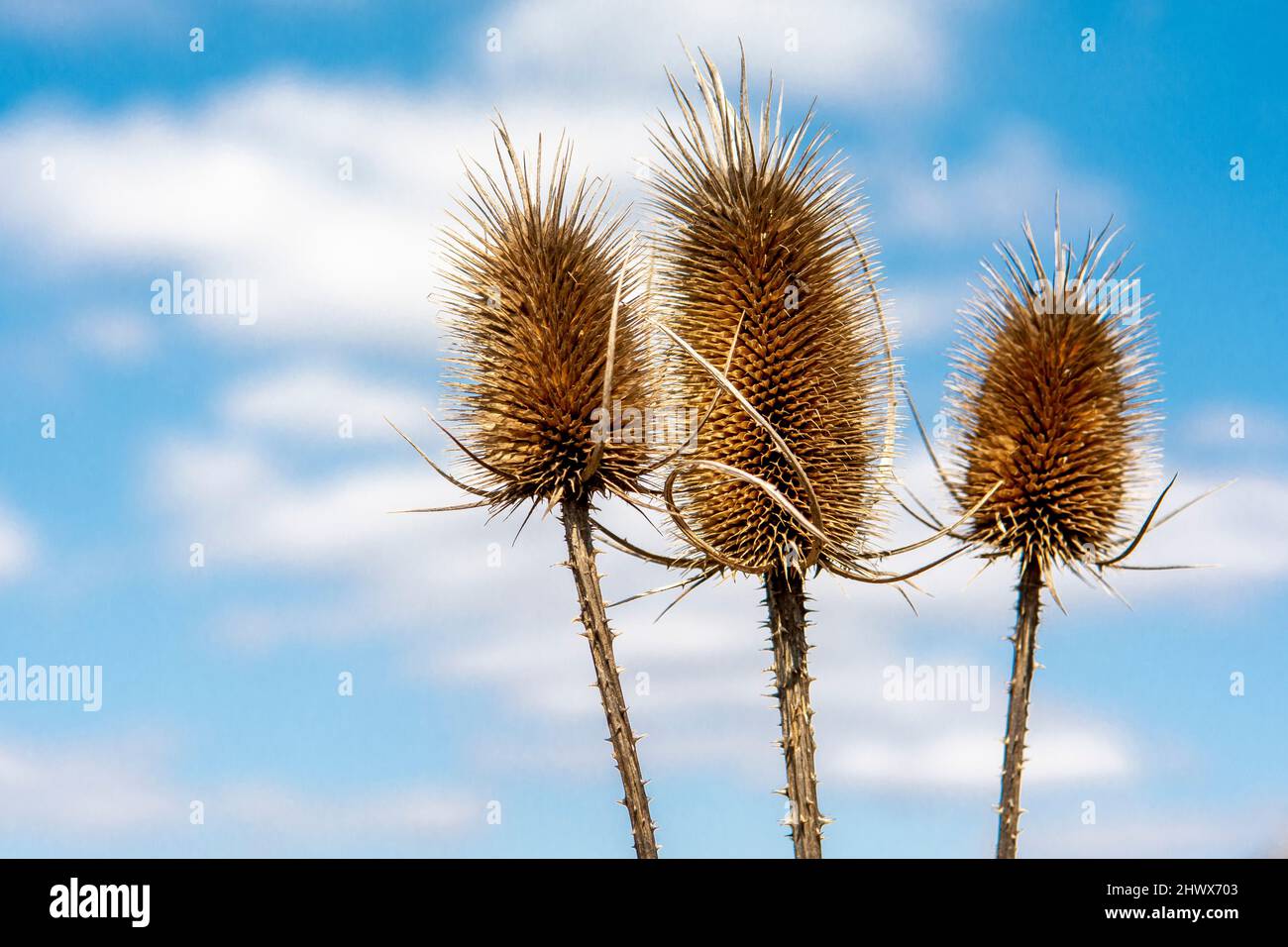 Dry Dipsacus Sativus fiore in inverno. Indian Teasel (la tesella di Fuller) Thistle macro. Primo piano. Foto Stock