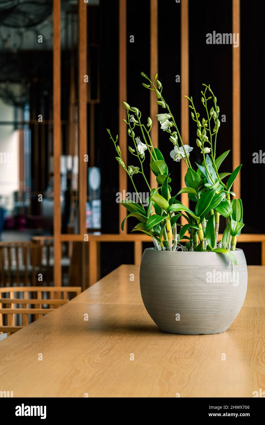 Una bella pentola di fiori su un lungo tavolo di legno o banco di legno in un moderno business builder, luce naturale dalla finestra sul vaso di fiori, ver Foto Stock