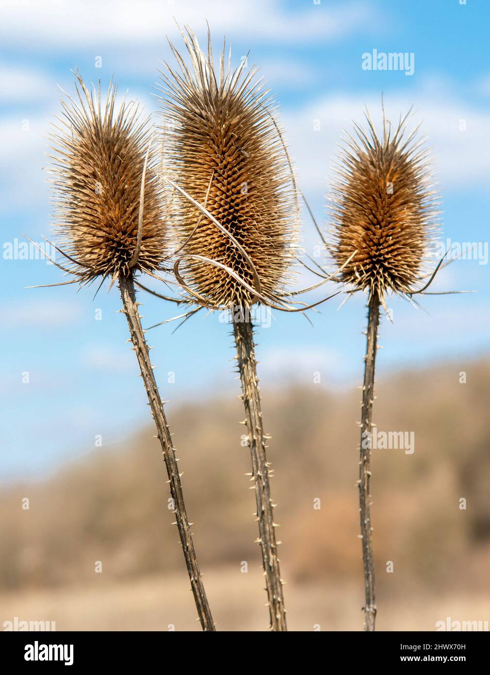 Dry Dipsacus Sativus fiore in inverno. Indian Teasel (la tesella di Fuller) Thistle macro. Primo piano. Foto Stock