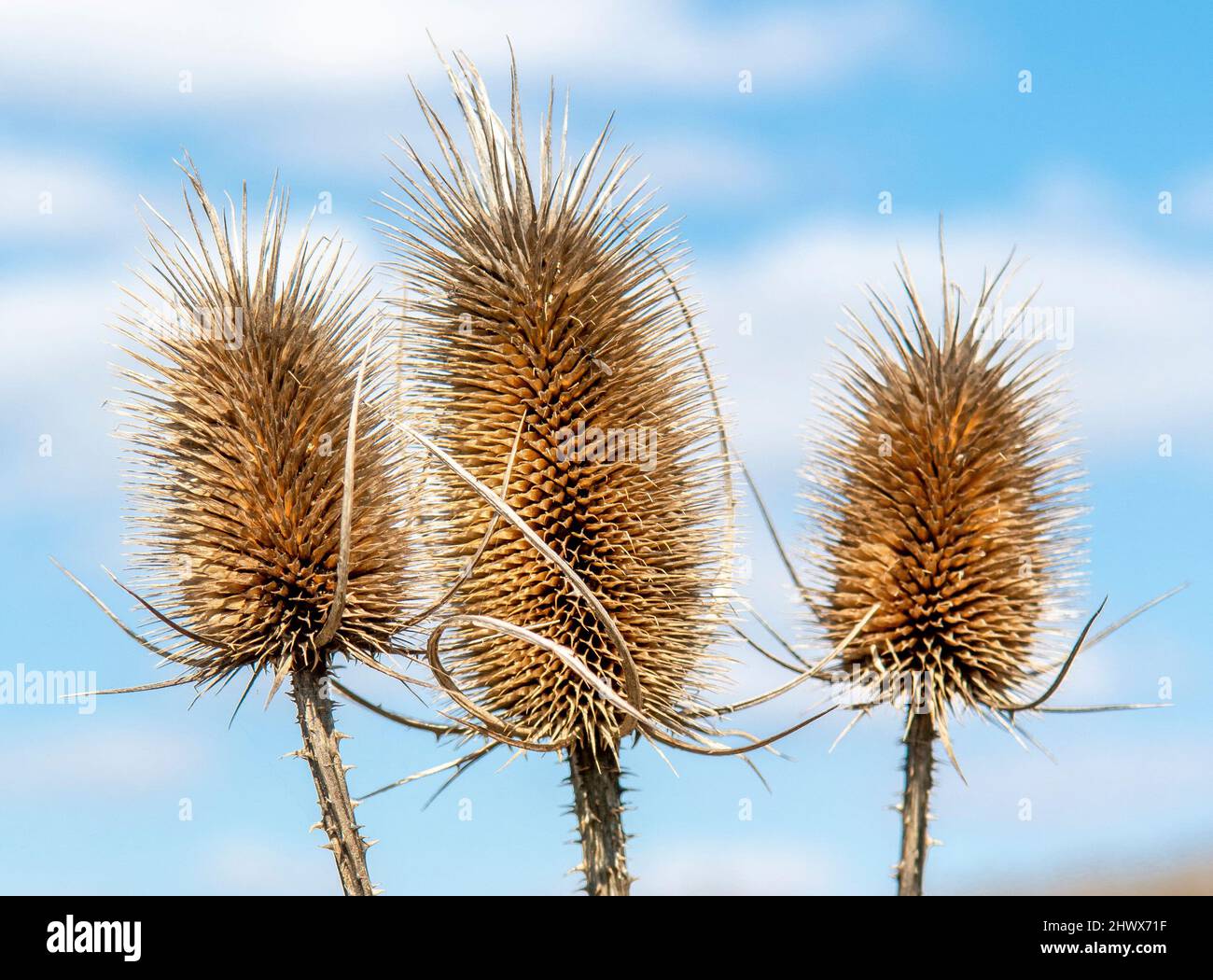 Dry Dipsacus Sativus fiore in inverno. Indian Teasel (la tesella di Fuller) Thistle macro. Primo piano. Foto Stock
